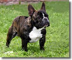 Bulldog Francés